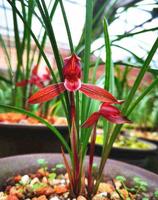 它被誉为是云南“草王”，红杆红花，香味浓郁，是无法超越的经典