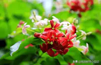 使君子 | 唤作君子，花颜多变