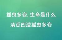 生命是什么清香四溢摇曳多姿【100句文案精选】 生命是什么清香四溢摇曳多姿【100句文案精选】