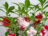 结早子（文/逸）