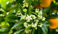 香水推荐：清色麝香柔又美 橙花麝香暖又媚