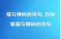 贺知章描写柳树的诗句【精品文案100句】