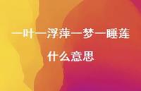 一叶一浮萍一梦一睡莲什么意思(精选61句)