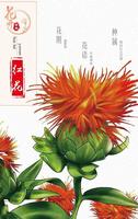 花开云南 | 菊科红兰花属·红花：是高档口红离不开的“真红”
