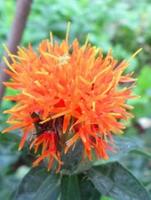 花开云南 | 菊科红兰花属·红花：是高档口红离不开的“真红”