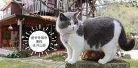 ? 南投住宿 ? 水月山庄┃宠物友善民宿