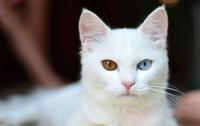 【饲养方法】猫眼万花筒 眼睛有几种颜色咧?