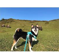 《新北贡寮-桃源谷》/带着毛孩踏踏青/毛孩变身牧牛犬!
