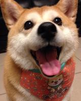 猜猜这柴犬几岁呢?相信大家一定不敢相信她已经18岁了