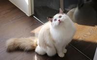 原来布偶猫洗澡这麽重要