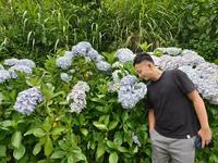 20万株绣球花盛开
