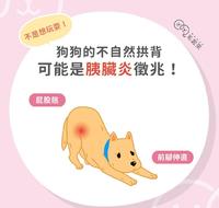【狗狗长时间伸懒腰,竟可能是「这种」疾病的徵兆!】