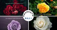 趣味占卜︱你最近该注意什麽呢? (无时效性)