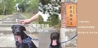 台南 ? 山上丨疫情後与毛小孩一起登上189层阶梯欣赏古蹟吧！