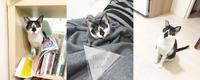 新手猫奴必买|给猫咪一个温暖的家,原来这麽简单!