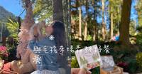 【食】与毛孩来场梦幻的森林浴野餐┃宠物友善餐厅┃森窑