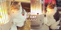 天冷就要烤手手!日本小胖猫「肉球紧贴暖炉」一脸舒爽,网:好像烤麻糬
