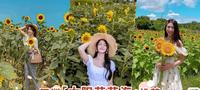 其中两个在大马！亚洲「太阳花花海」推荐，沉浸在太阳花绽放的金色海洋！