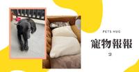 【宠物报报】环岛黑狗跟/猫咪装抱枕/波妞想吃鱼|诗编
