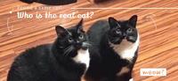 寻回爱猫的隔周，同样的猫猫出现在家门口，饲主：我掉的到底是哪只猫？