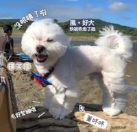 文文吃吃风狗董咚咚in冲浪胜地佳乐水拍拍