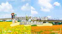 [屏东景点］旧铁桥｜花海｜火车｜一次给你满满的大景拍光底片！