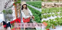 【苗栗大湖】红色琉璃瓦＆ SUHU Café ┃草莓季开跑啦