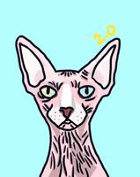 你有看过无毛猫吗？
