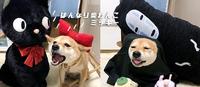 乱入卡通、电影名场面!日本「宅宅柴犬」沉迷扮装,超浮夸系列照片全收录!