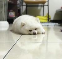 【 狗狗 请注意!!】磁砖征服者的降临!!