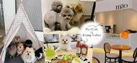 雪隆区「热门Pet Cafe推荐」！吸猫撸猫圣地，赶紧带家中毛孩前往探店
