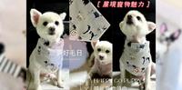 宠物| 汪！质感宠物配件推荐，毛孩穿搭也要够时尚，戴上「澳洲Happy Go Puppy」宠物领巾，成为猫狗界最靓的仔～