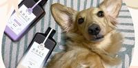 D.D.C.C氨基酸温和草本洗毛精:犬猫通用、天然草本不刺激|薰衣草配方、乳香配方|宠物|开箱|宠物洗毛精推荐