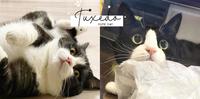 「猫界二哈」宾士猫6大个性分析,调皮好动、行为奇葩却是黏人宝宝!