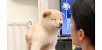 (养柴日记)养幼犬崩溃谈：千万不要给狗狗你的衣服！！