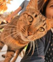 土耳其猫奴的世界