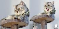 养猫日记-养只猫一起过日子