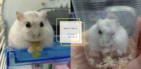 「宠物店不当饲养」仓鼠Hamu的故事|仓鼠Hamu追忆日志