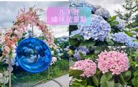 【旅食.新北】八千坪绣球花田!满山遍野被绣球花包围，新北超盛开八千坪硕大绣球花田