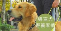 导盲犬寄养家庭~照顾可爱的小导盲犬