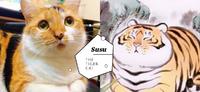 撞脸不二马猛虎!三花猫「酥酥」天然虎皮+脖子消失之术,网:完美还原