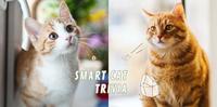【猫咪冷知识】揭秘高智商猫咪会做的6个举动,你家的猫聪明吗?