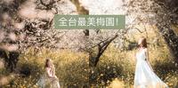 乌松仑梅花盛开！雪白梅花太梦幻了！