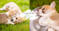【狗狗冷知识】8个柯基犬有趣小秘密,其实智商超高还和二哈同祖先!