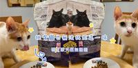 【宠物食品】挑嘴猫也无法抗拒┃猫艾欧天然无谷粮