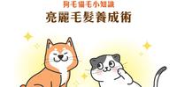 长毛宠物 毛发亮丽小秘诀