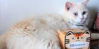 棘手的猫咪泌尿道问题，就交给【喜威】猫用泌尿道保健吧！