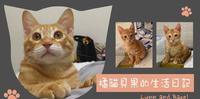 十只橘猫九只胖还有一只特别胖~怪兽部落开箱