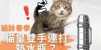 影／猫皇「双手连打」热水瓶 叶问喵现世