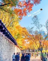 首尔好好玩德寿宫秋天美景
